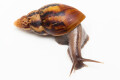 Lissachatina zanzibarica semiadult, 7cm